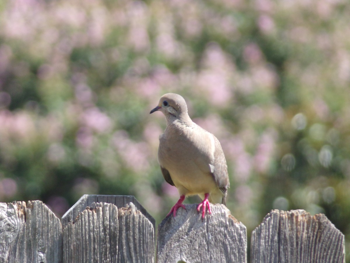 Mourning Dove - ML620707269