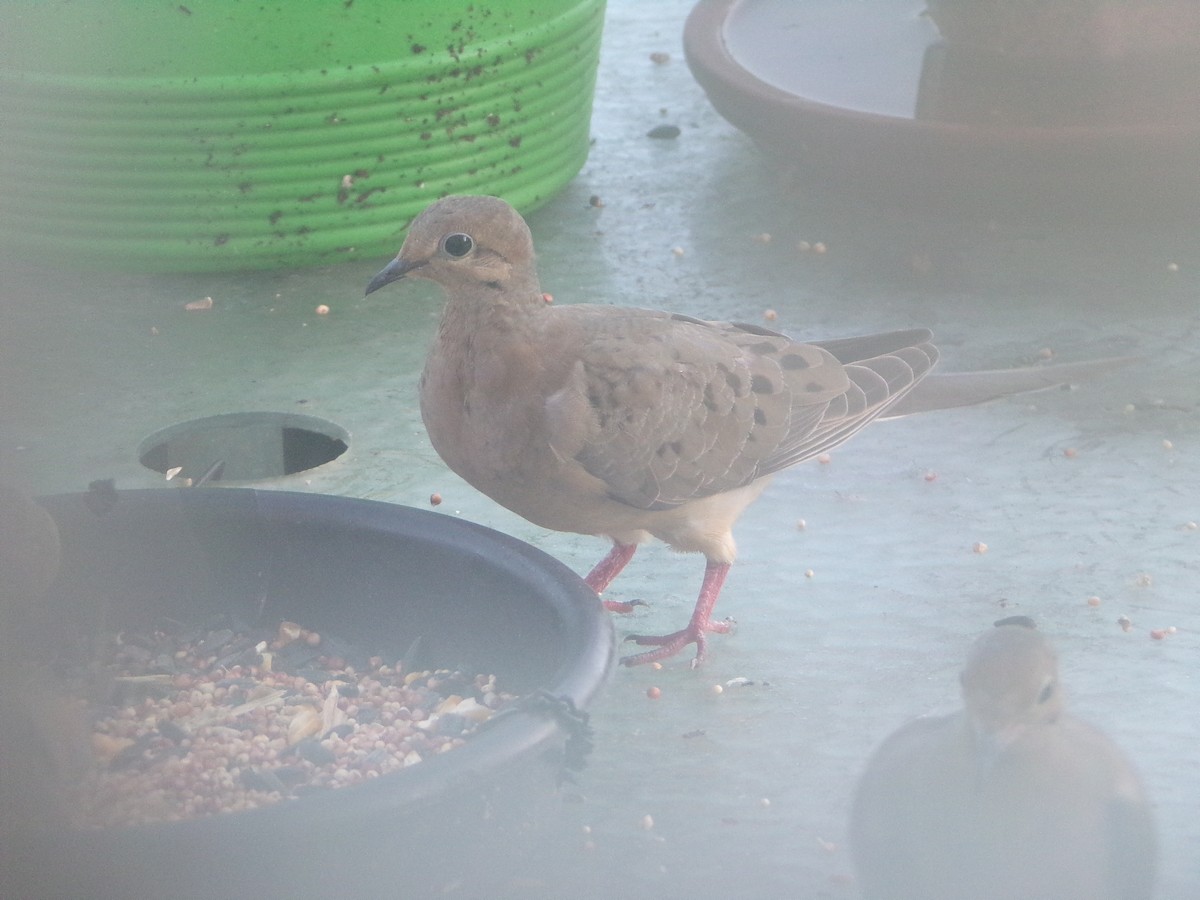 Mourning Dove - ML620707271