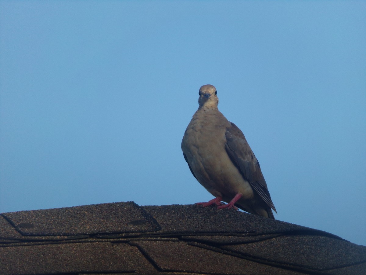 Mourning Dove - Texas Bird Family