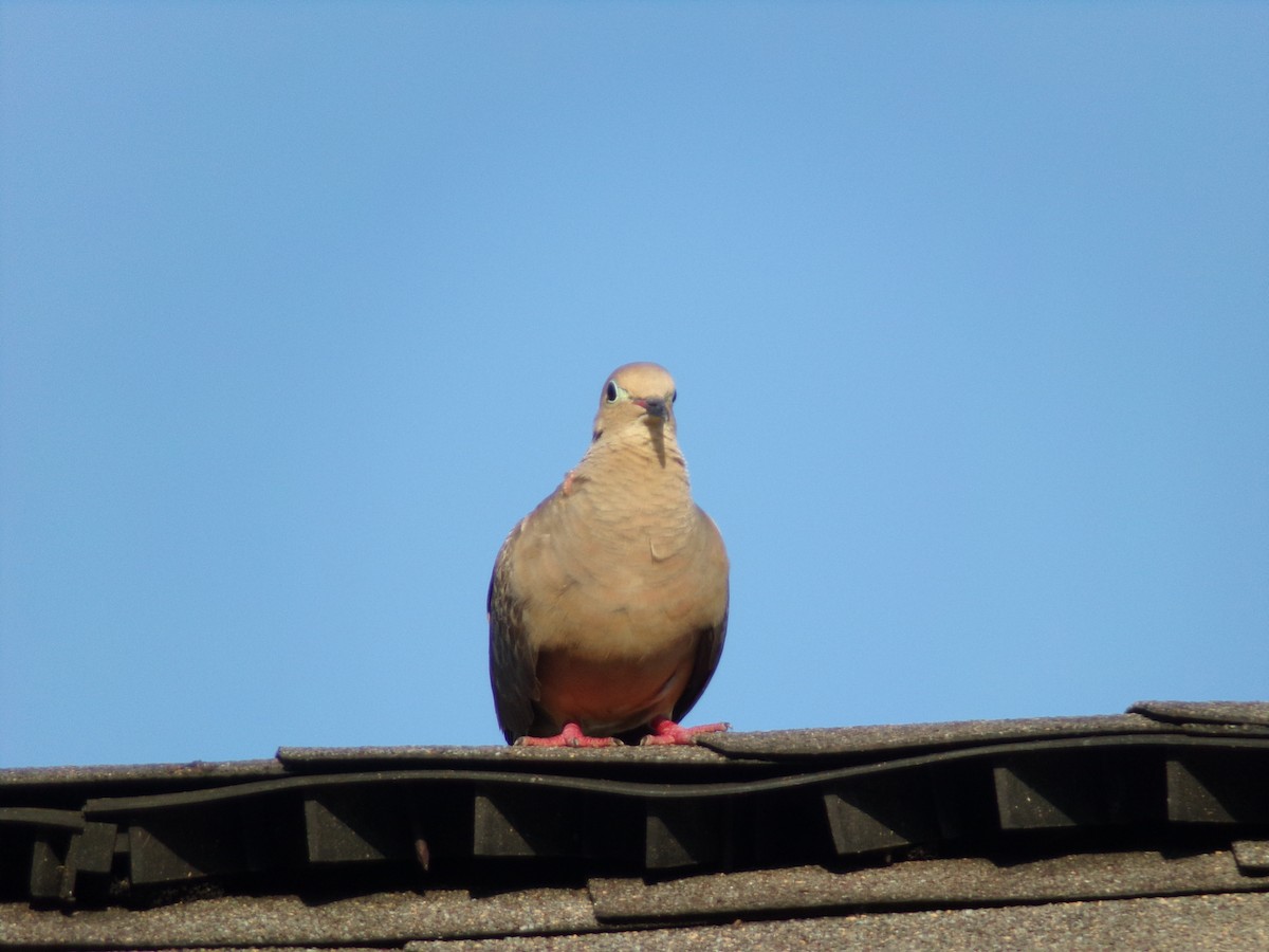 Mourning Dove - ML620707274