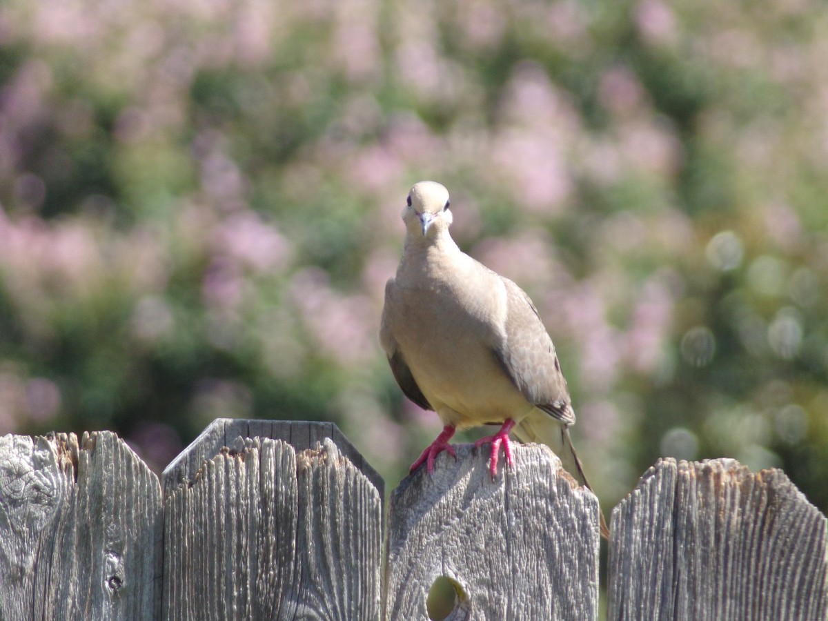 Mourning Dove - ML620707276