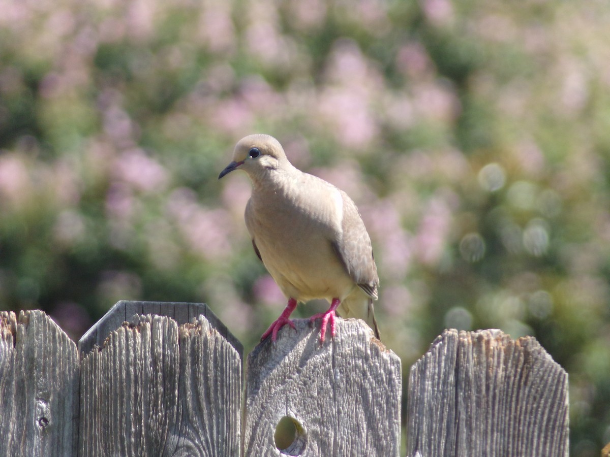 Mourning Dove - ML620707277