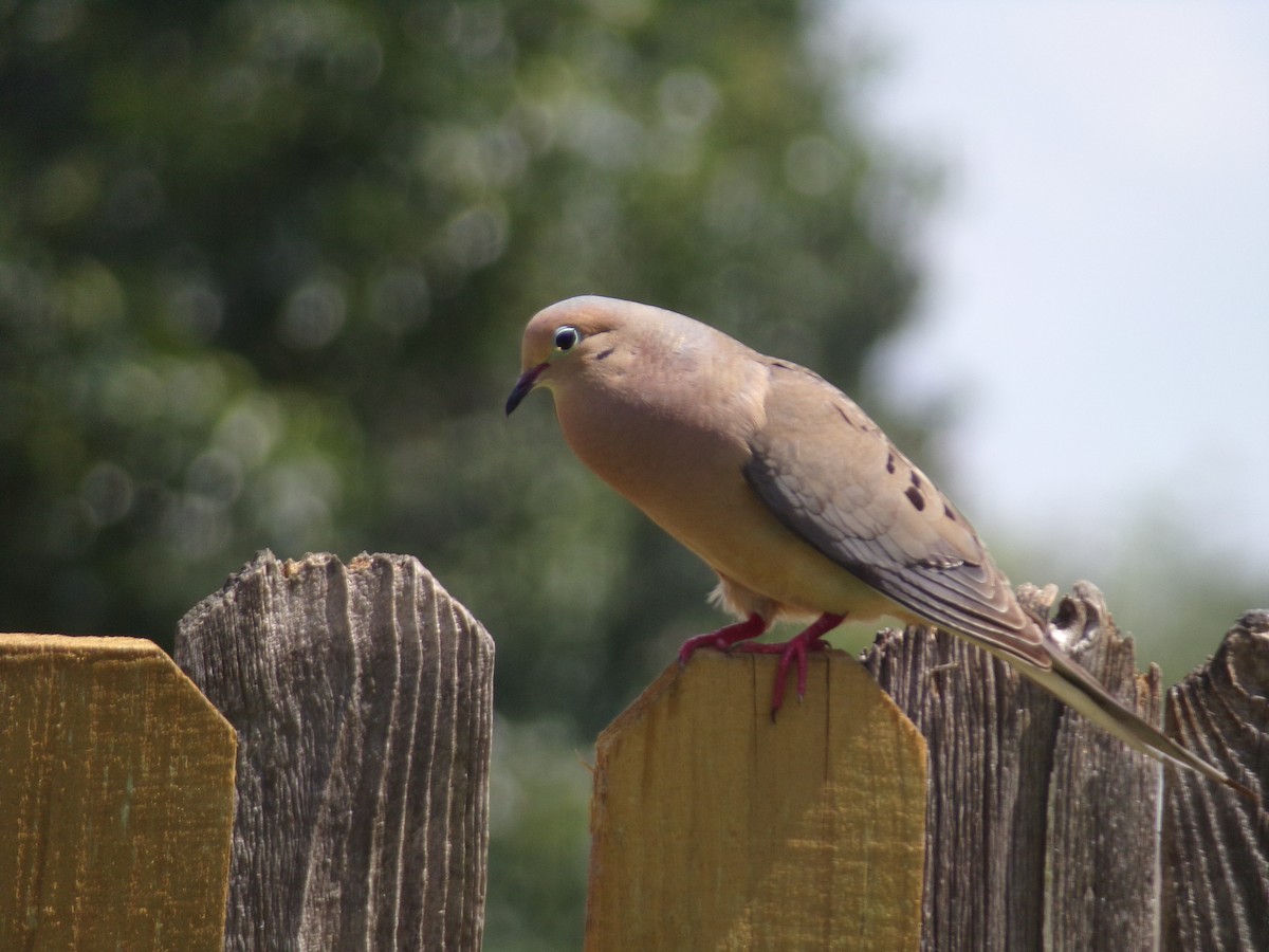 Mourning Dove - ML620707278