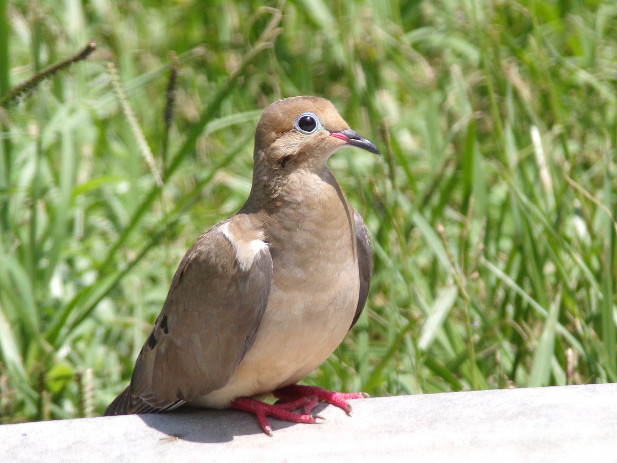 Mourning Dove - ML620707279