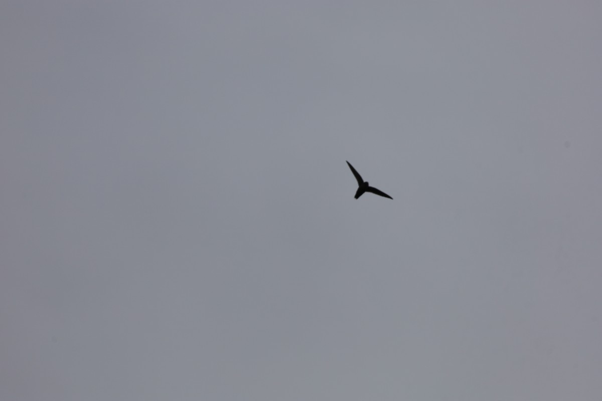 Chimney Swift - ML620707284