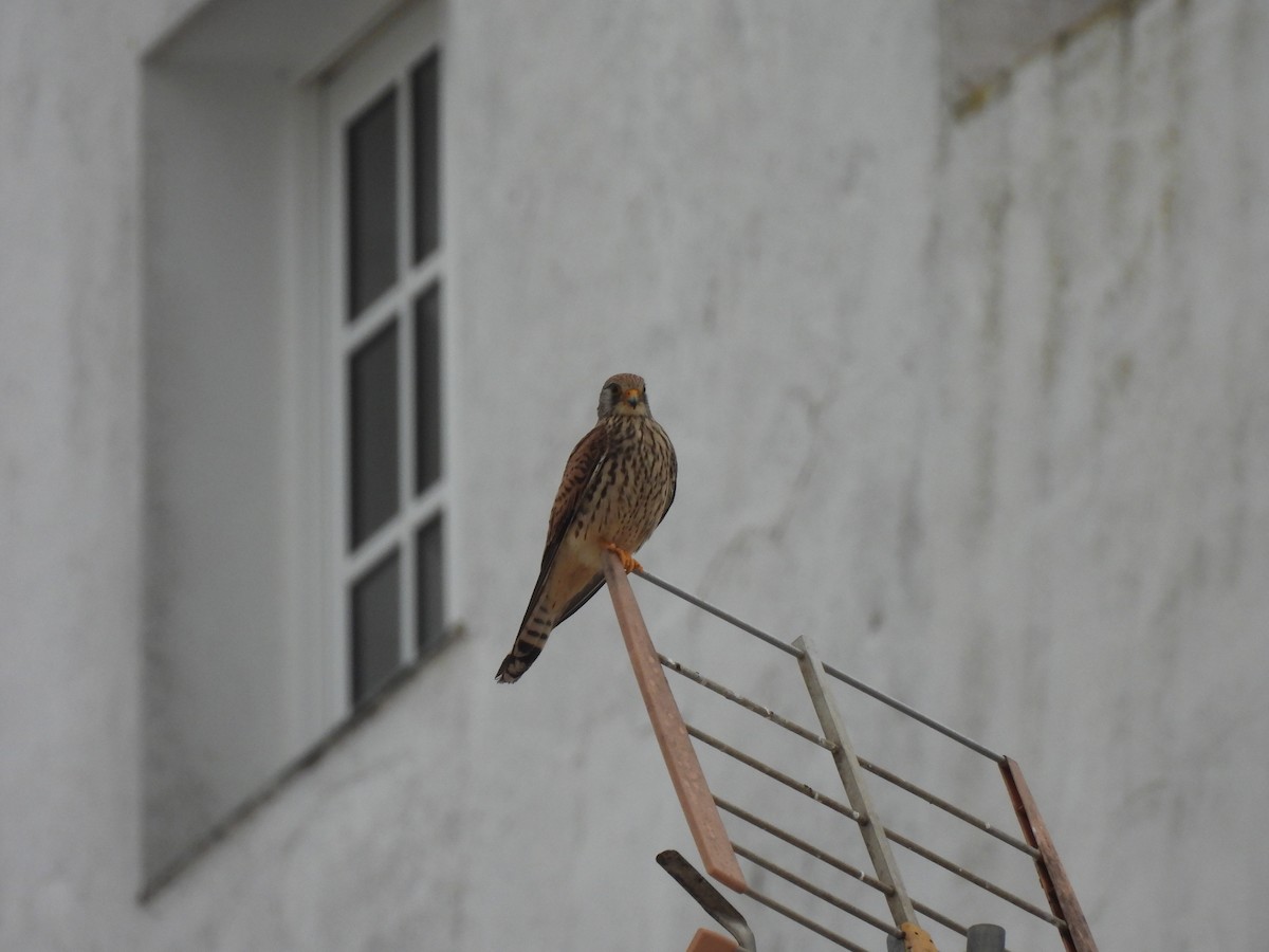 Lesser Kestrel - Juan antonio Perez Sanchez