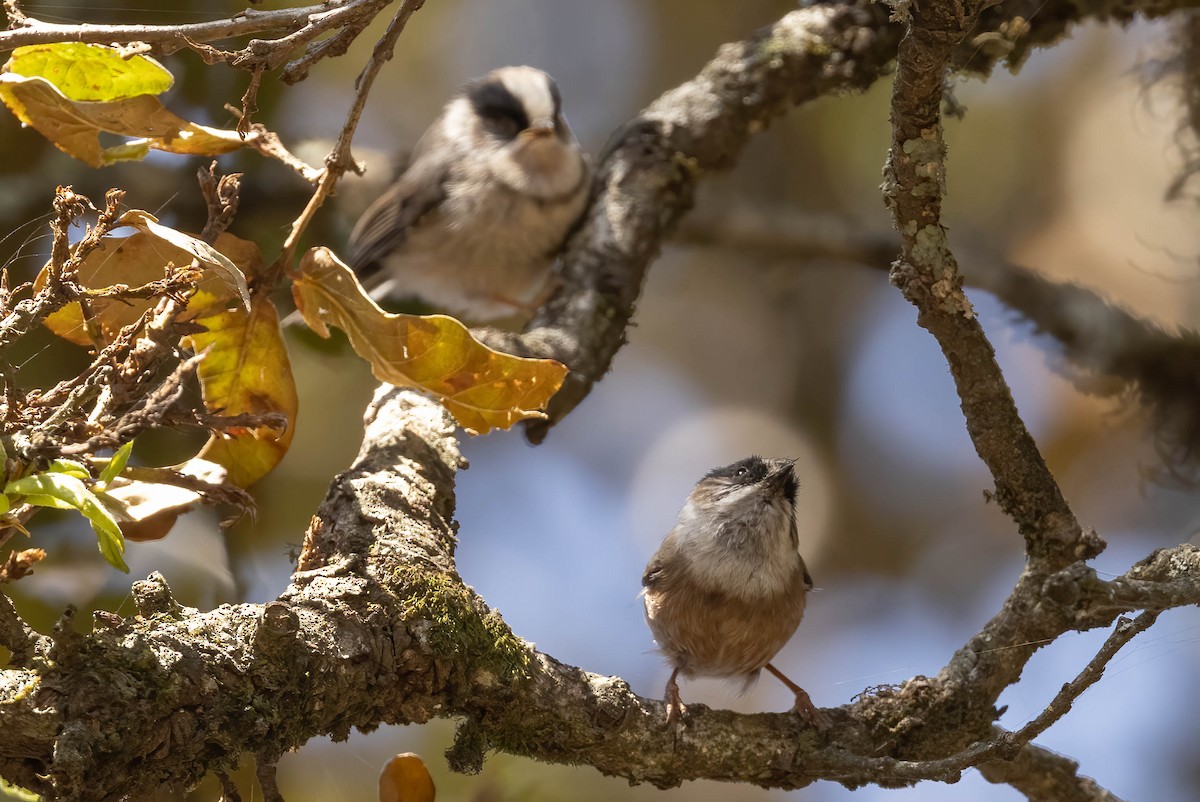 White-throated Tit - ML620707288