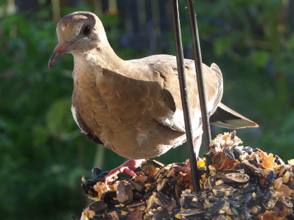 White-winged Dove - ML620707295