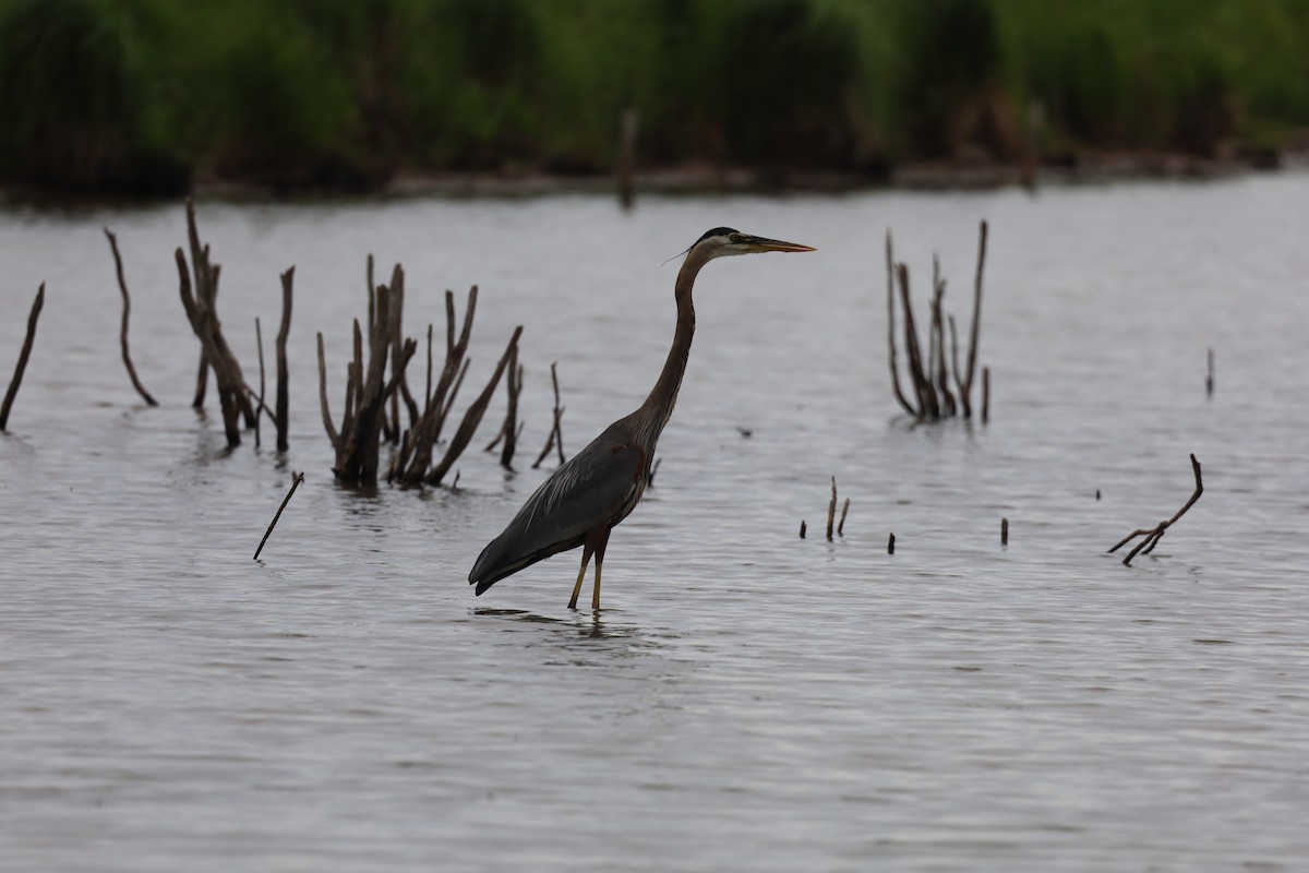 Great Blue Heron - ML620707299