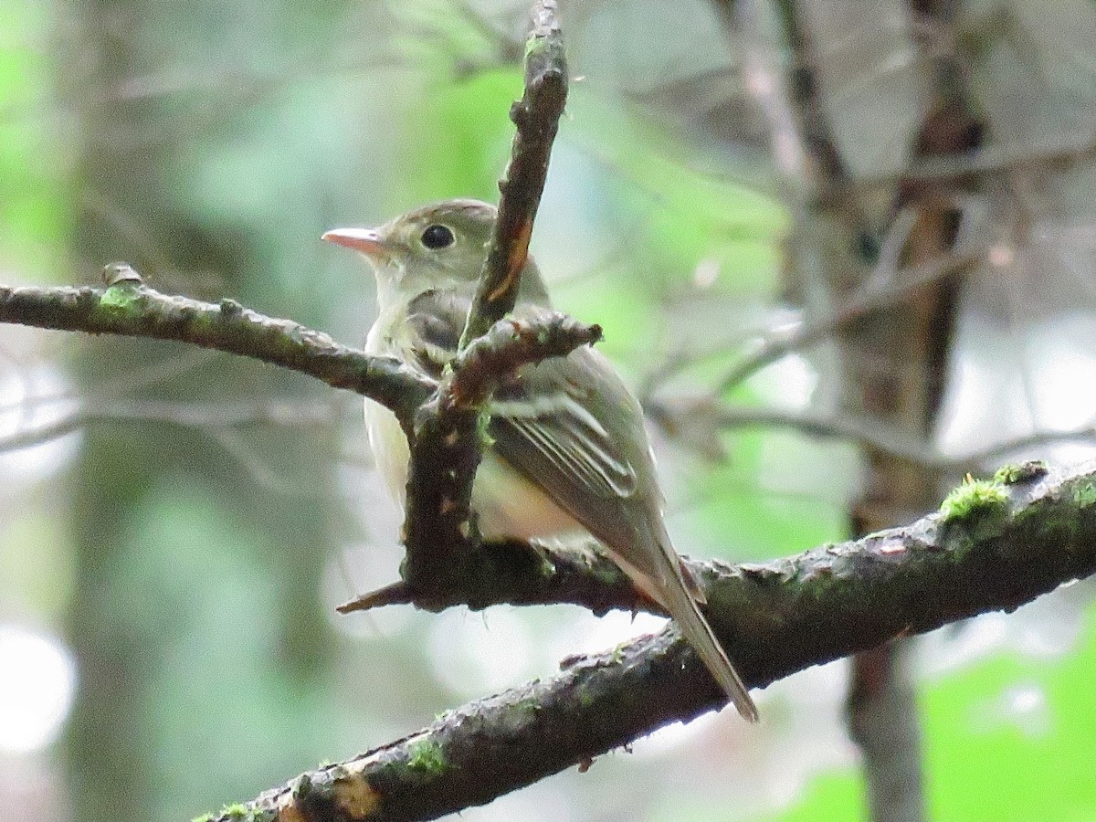 Acadian Flycatcher - ML620707300