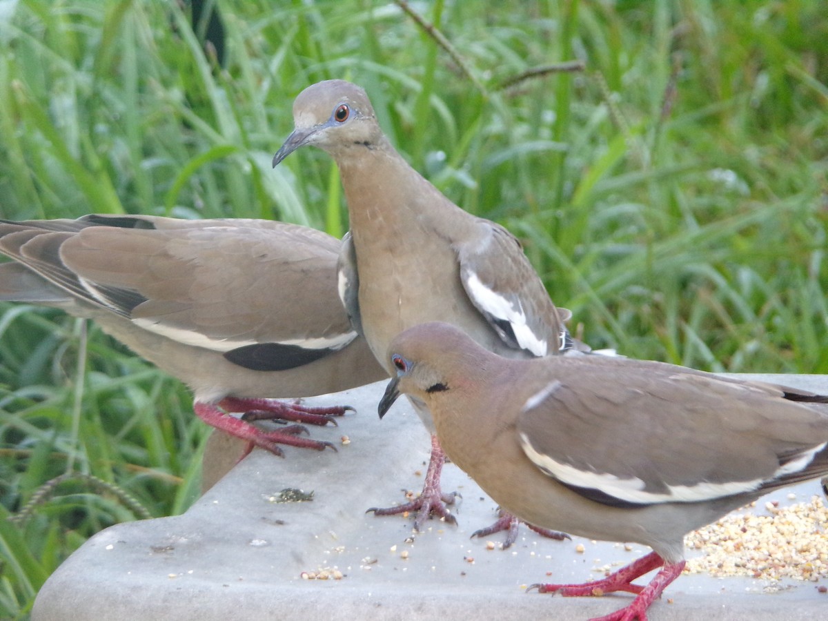 White-winged Dove - ML620707305