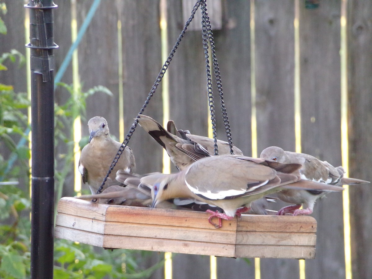 White-winged Dove - ML620707306