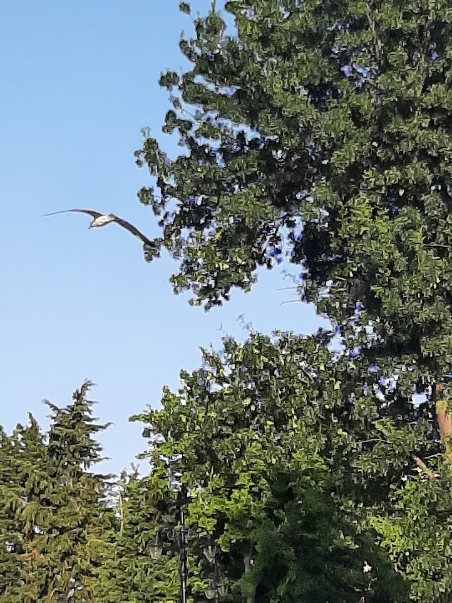 Yellow-legged Gull - ML620707307