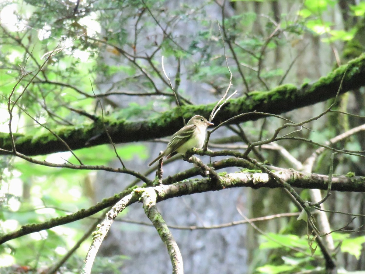 Acadian Flycatcher - ML620707310