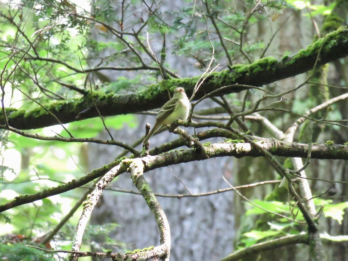 Acadian Flycatcher - ML620707312