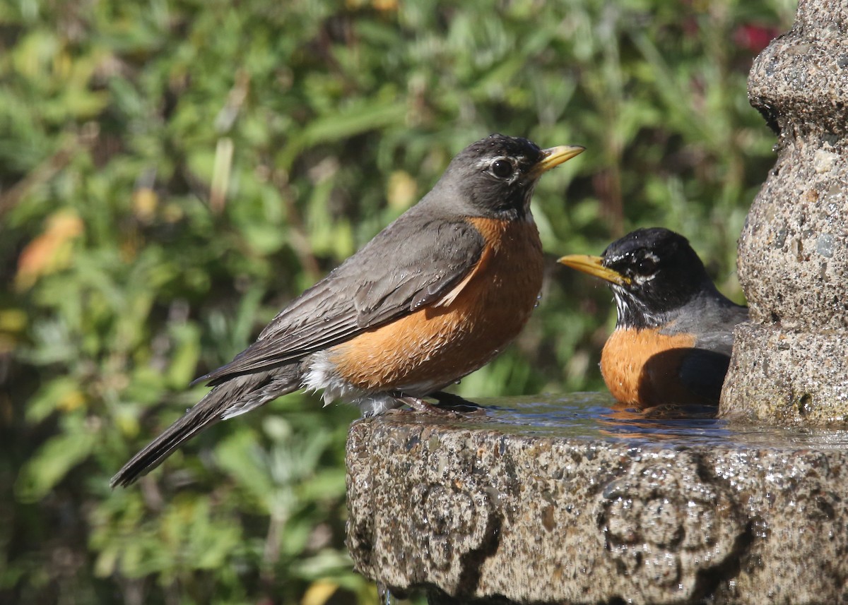 American Robin - ML620707314