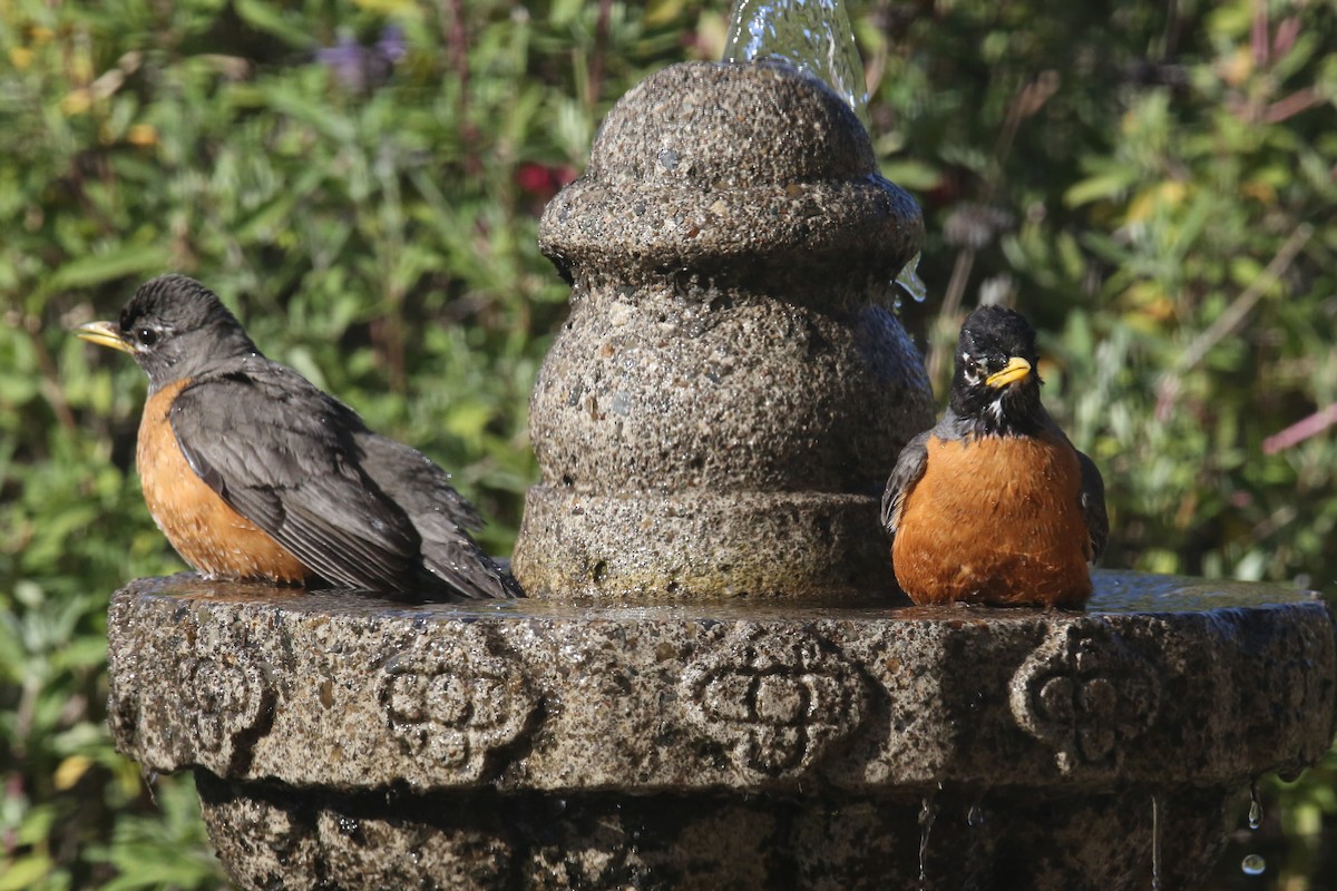 American Robin - ML620707315