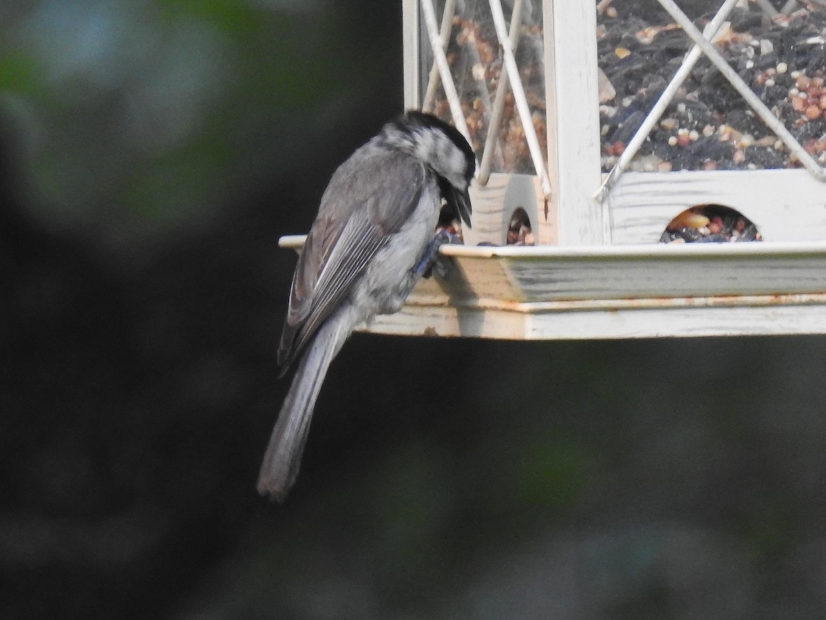 Carolina Chickadee - ML620707316