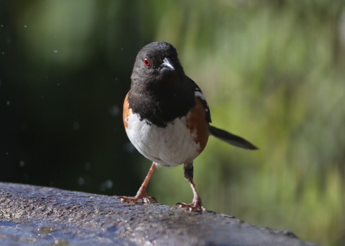 Spotted Towhee - ML620707317