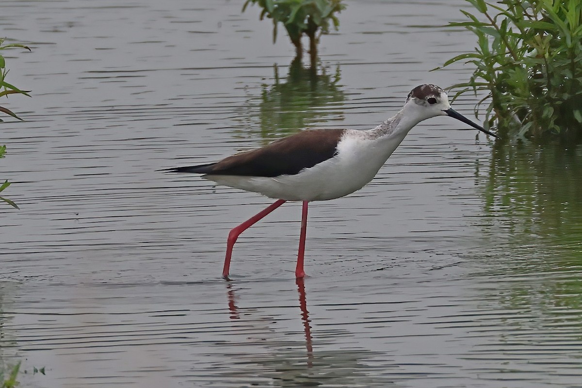 Black-winged Stilt - ML620707318