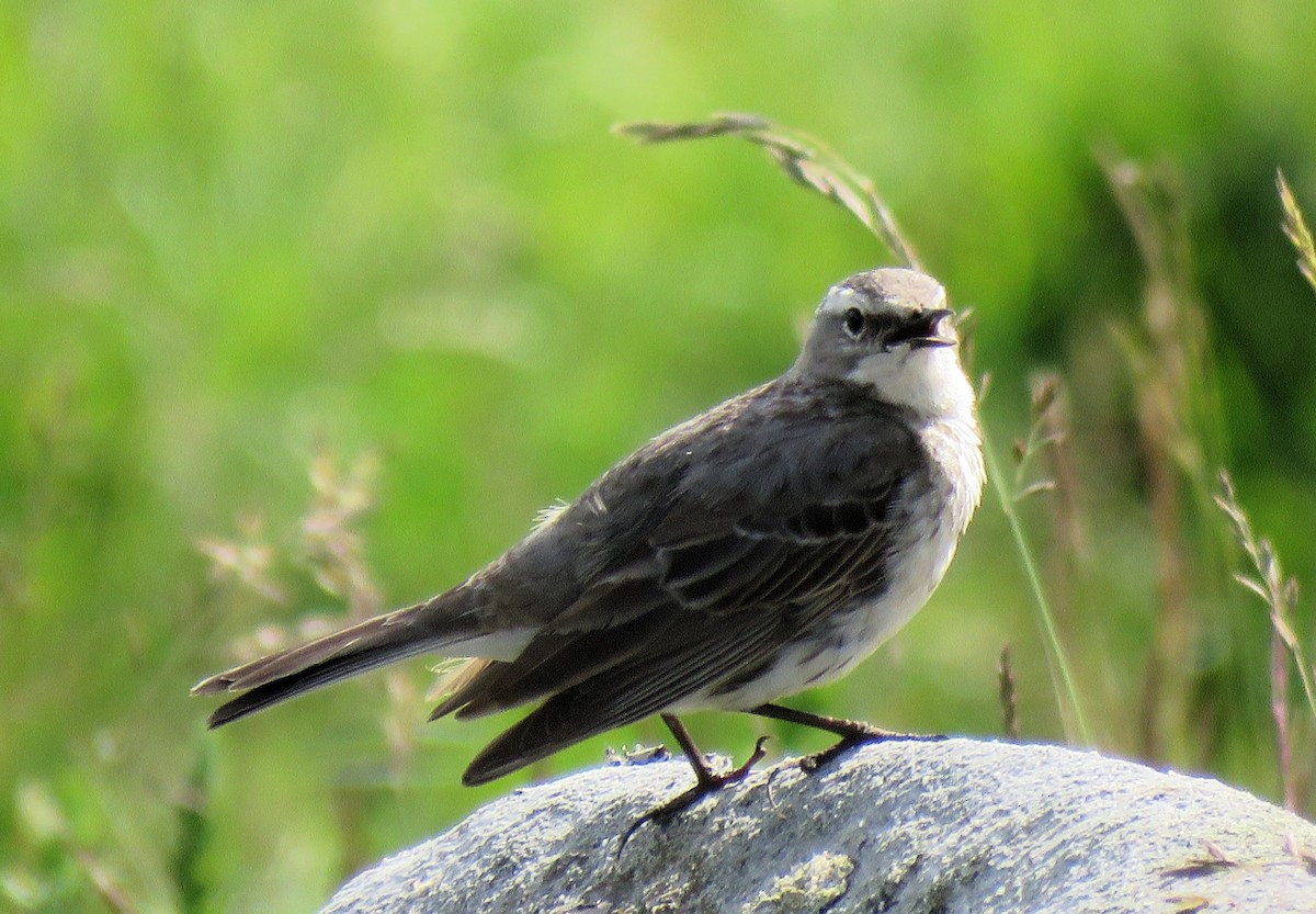 Water Pipit - ML620707325