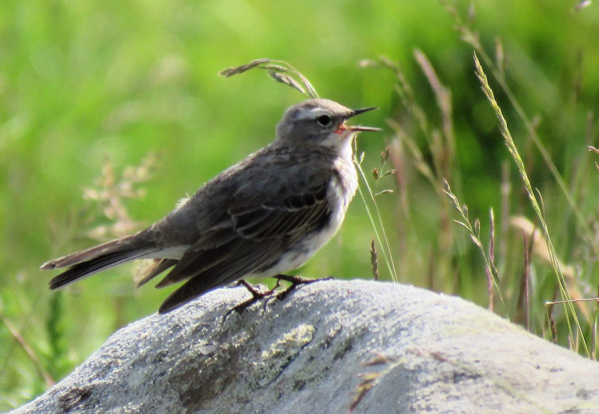 Water Pipit - ML620707326