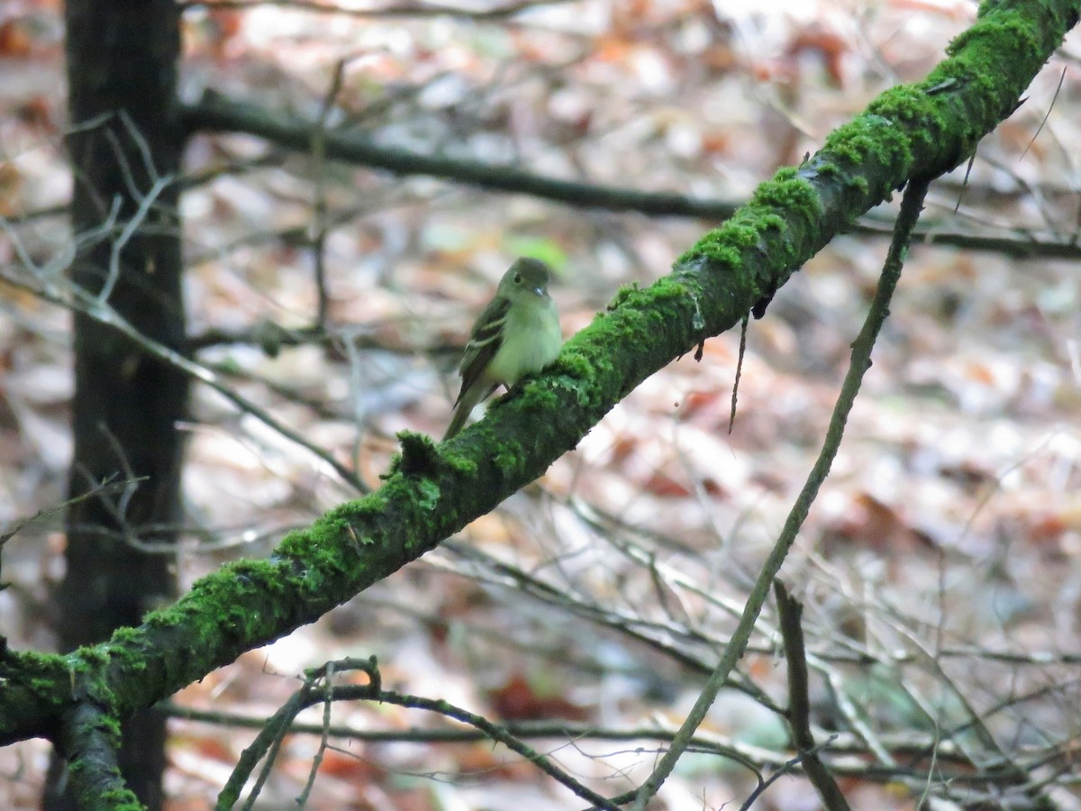 tyranovec zelenavý - ML620707328