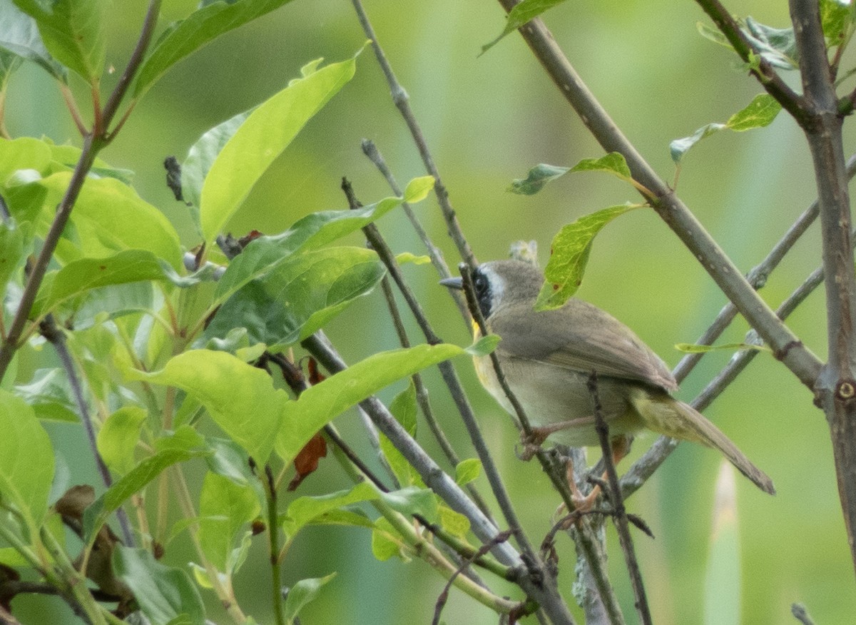 Paruline masquée - ML620707331