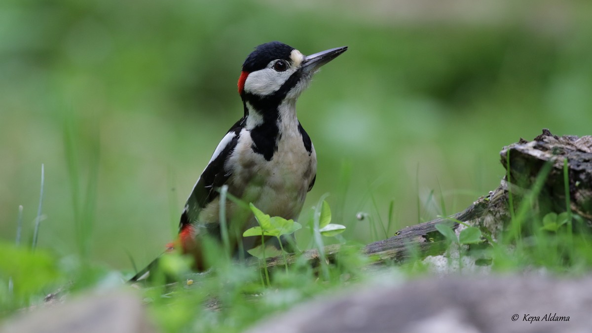 Great Spotted Woodpecker - ML620707339