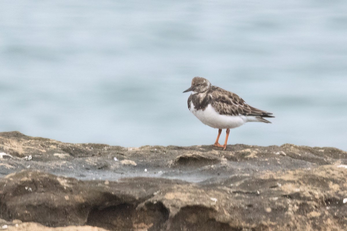 Ruddy Turnstone - ML620707340