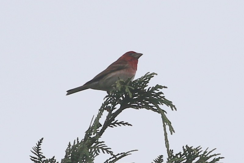 Purple Finch - Henggang Cui