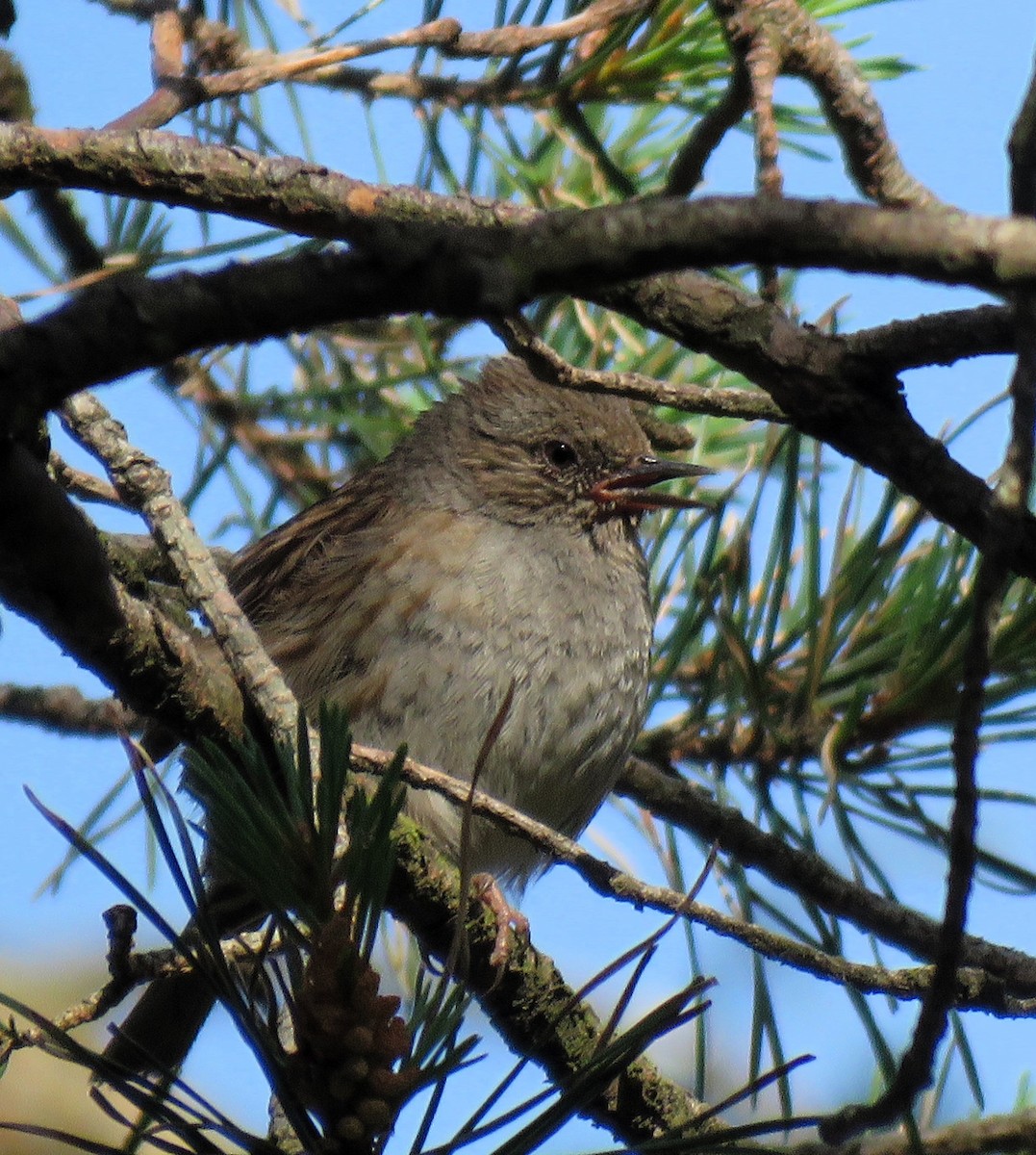 Dunnock - ML620707362