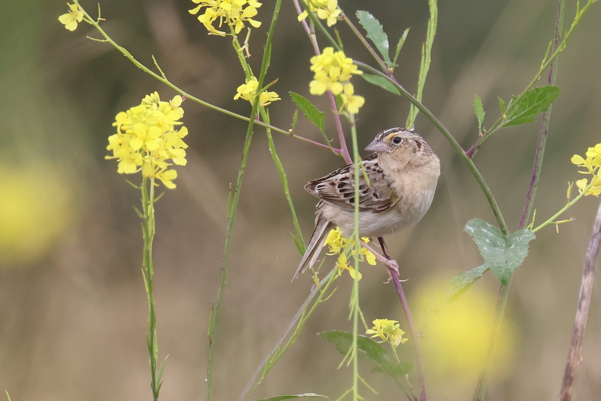 Grasshopper Sparrow - ML620707368