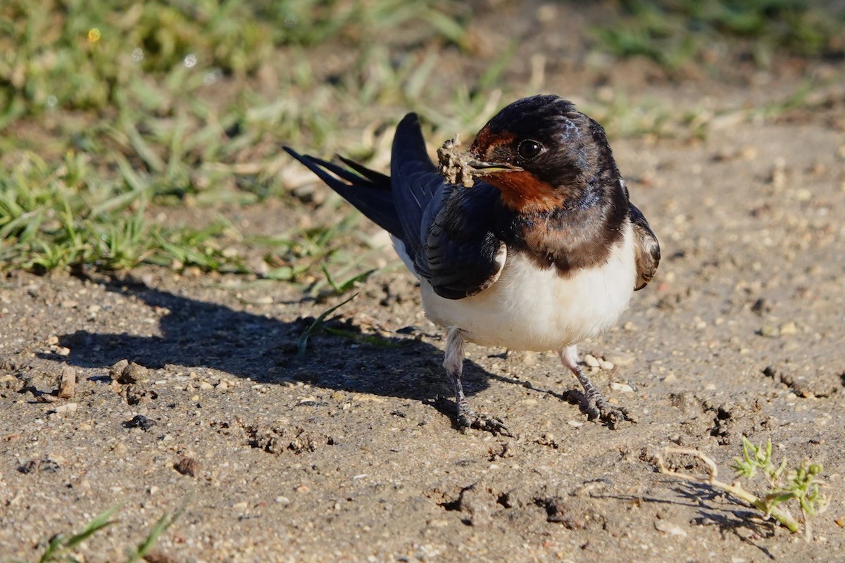 Barn Swallow - ML620707371