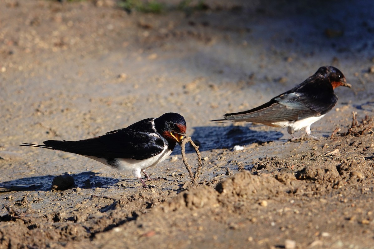 Barn Swallow - ML620707372