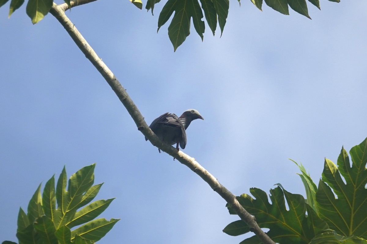 White-crowned Pigeon - ML620707381