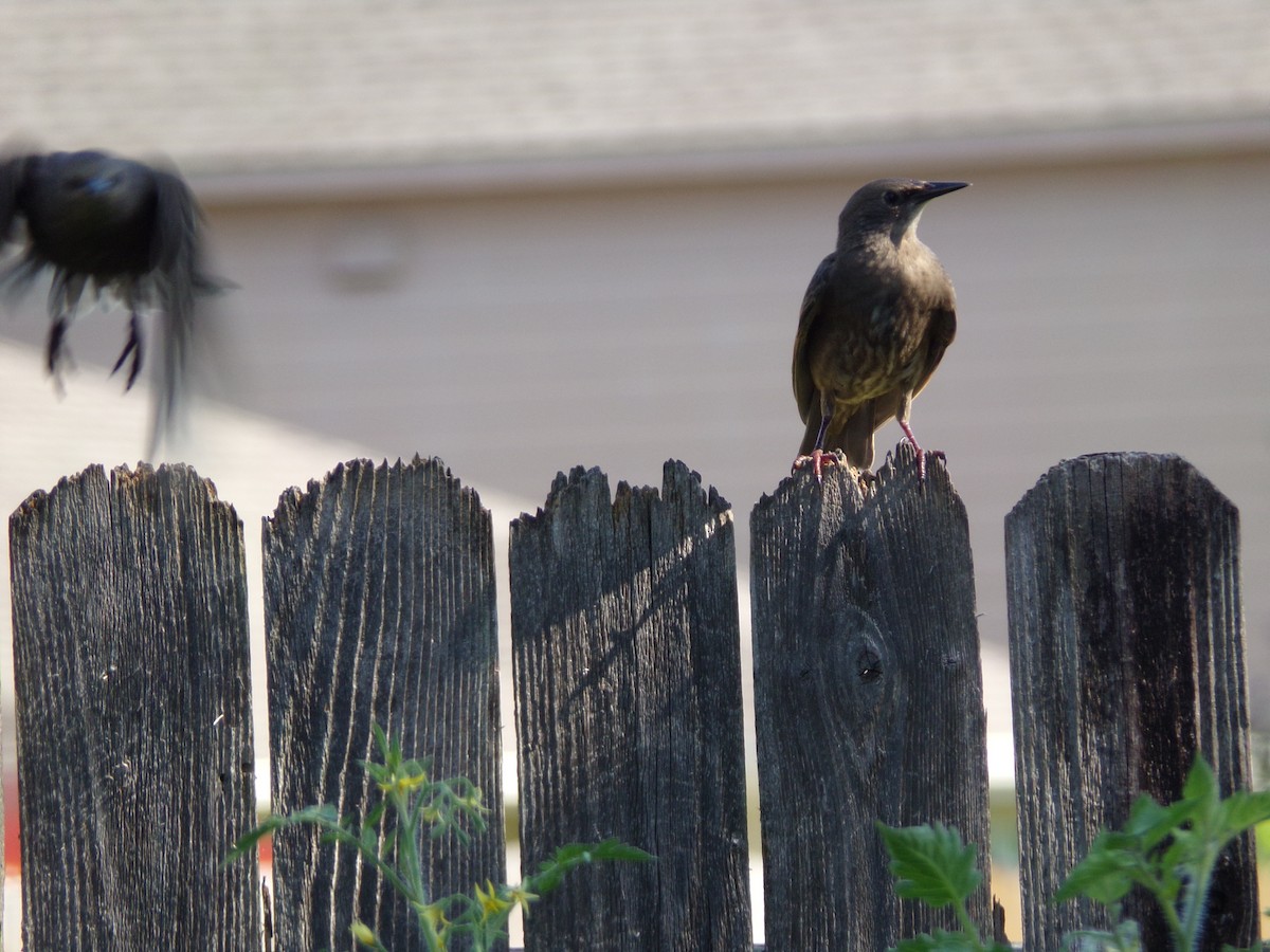 European Starling - Texas Bird Family