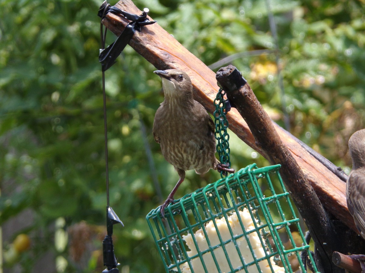 European Starling - ML620707389