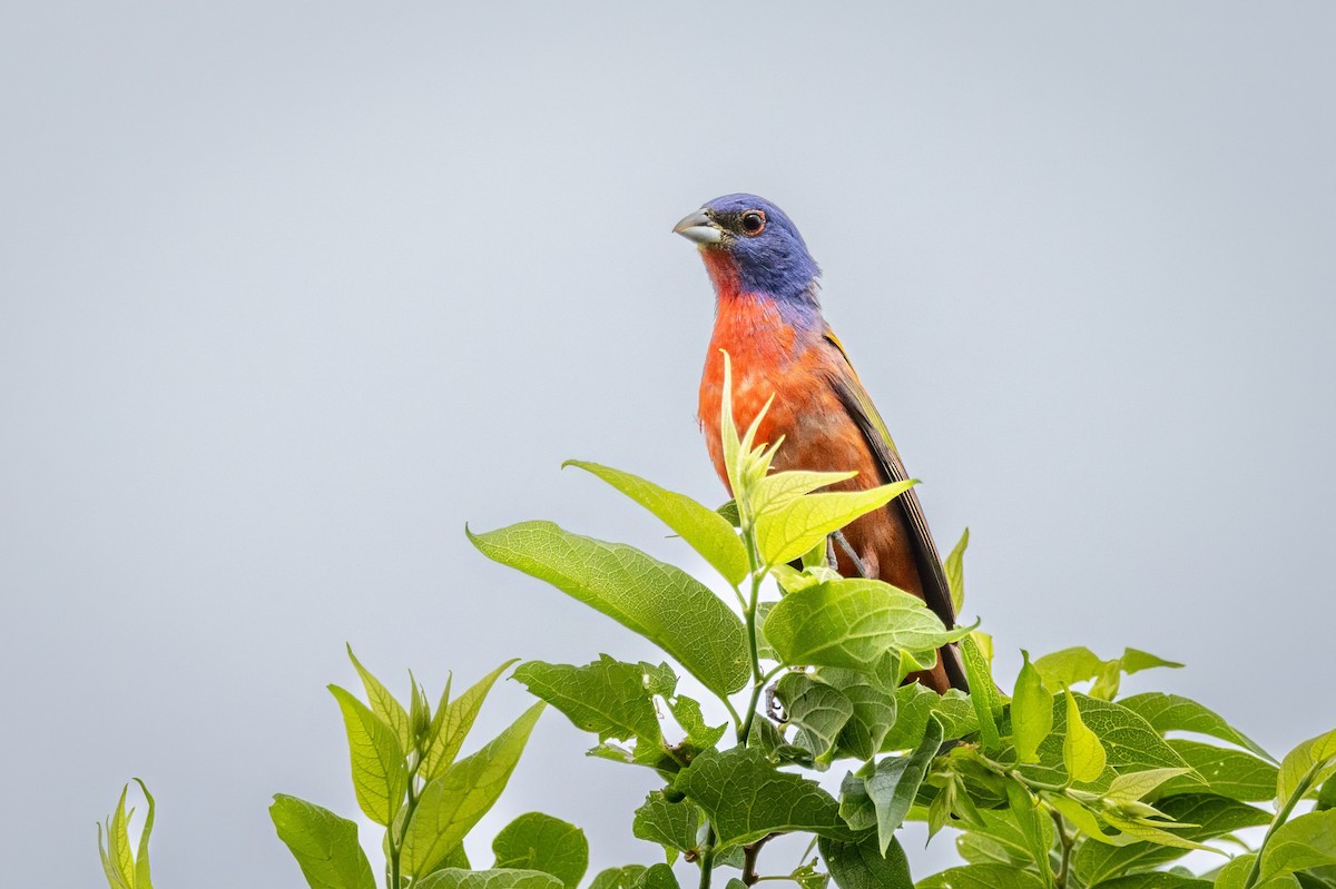 Painted Bunting - Sandy & Bob Sipe