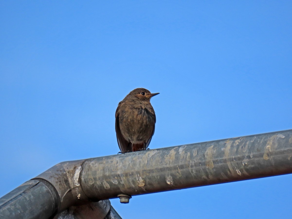 Black Redstart - ML620707399