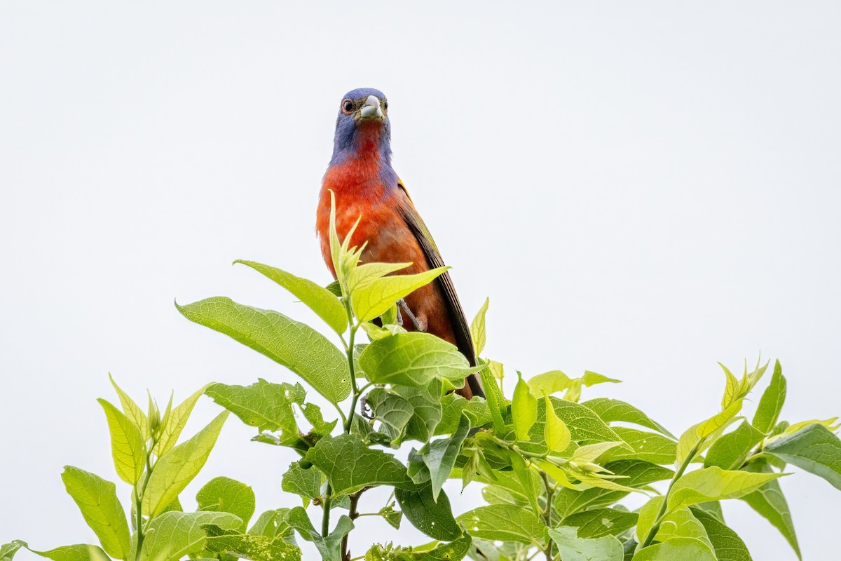 Painted Bunting - ML620707401