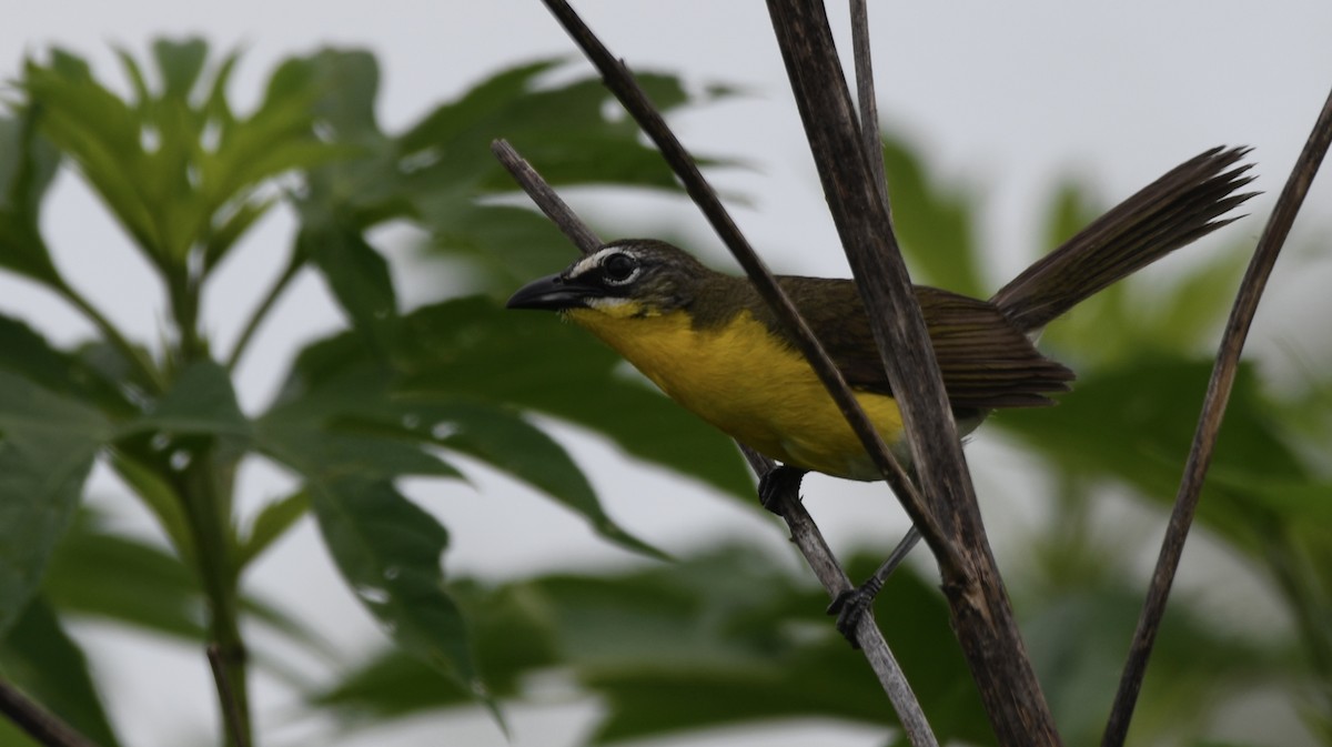 Yellow-breasted Chat - ML620707403