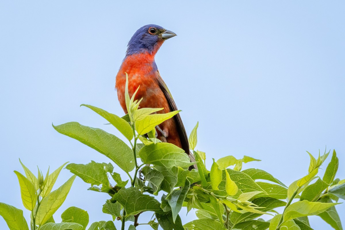 Painted Bunting - ML620707404