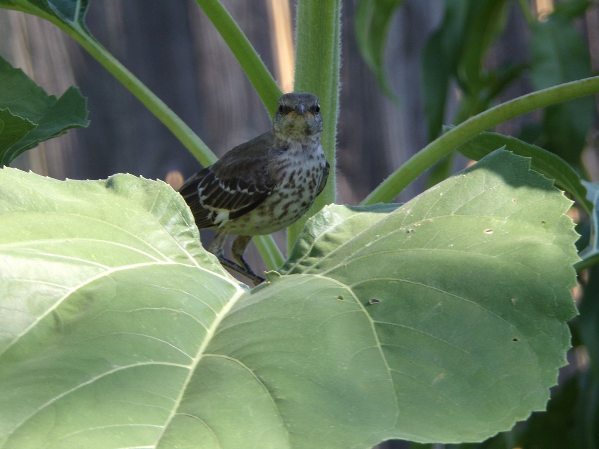 Northern Mockingbird - ML620707405