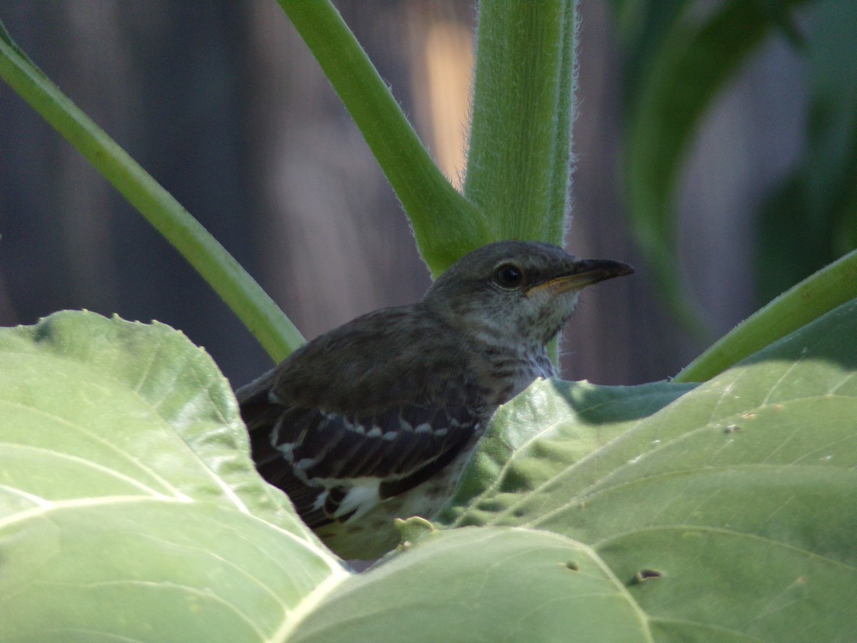 Northern Mockingbird - ML620707407