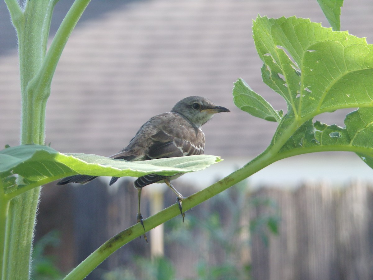 Northern Mockingbird - ML620707410