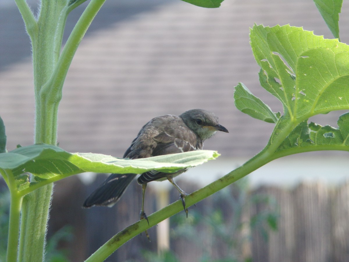 Northern Mockingbird - ML620707411