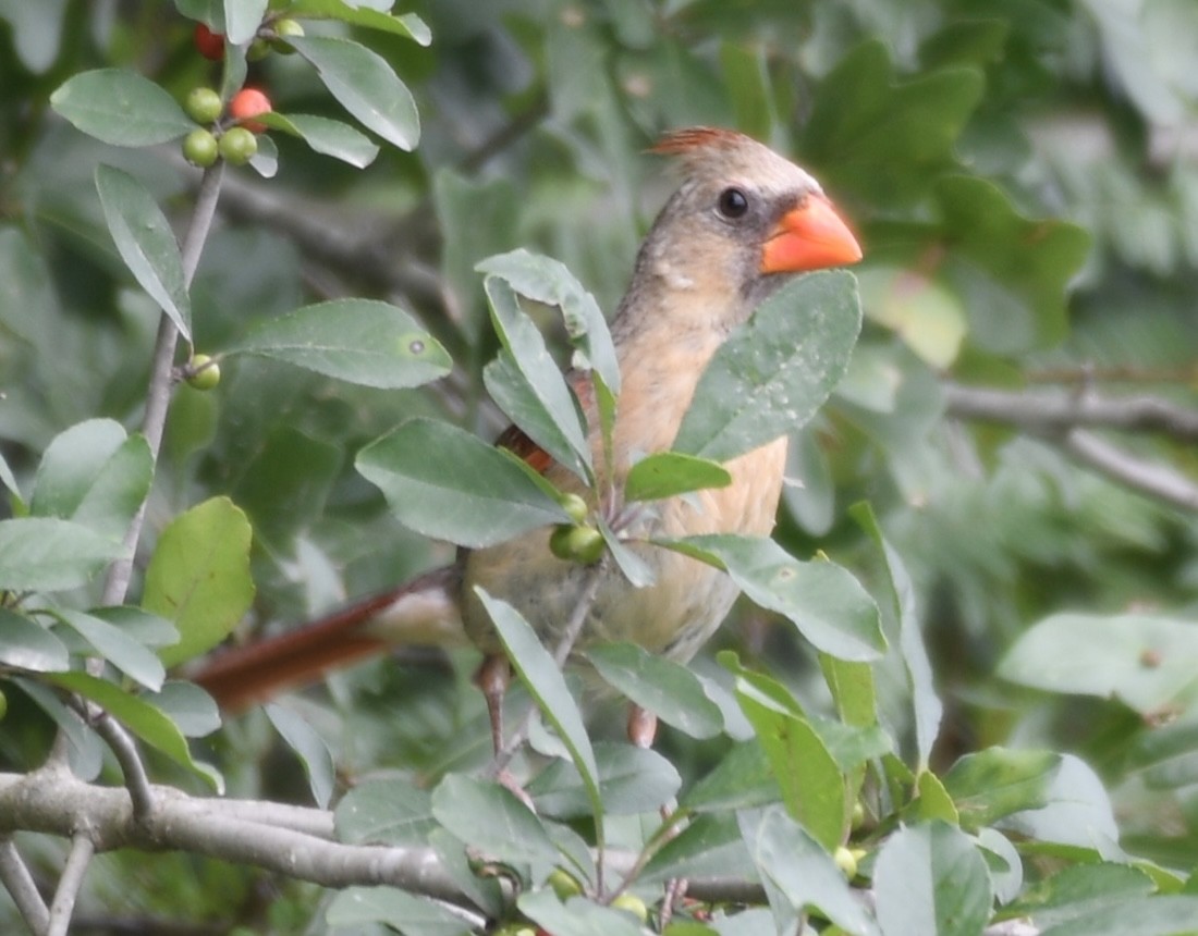 Northern Cardinal - Cyndy Hardaker