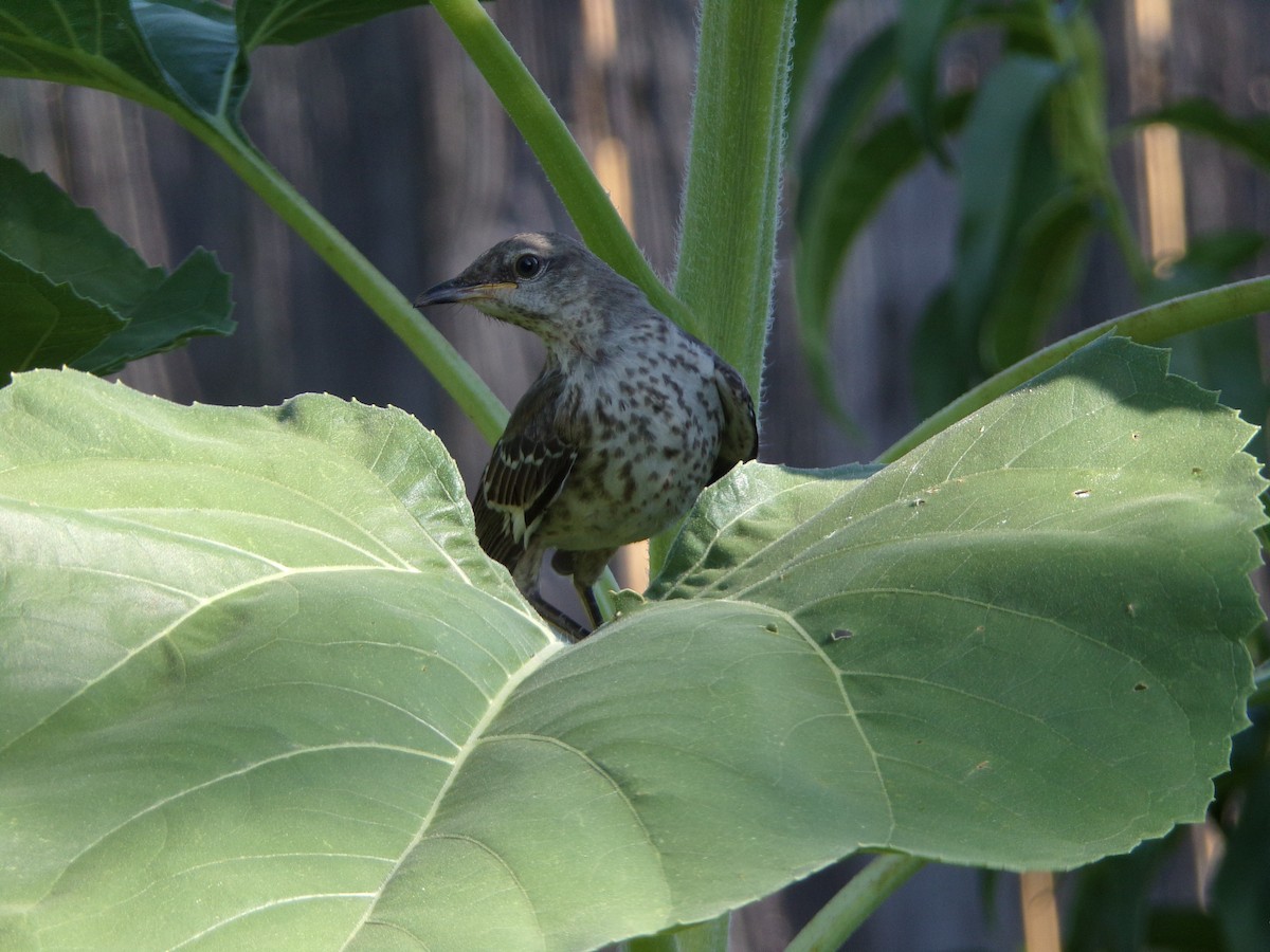 Northern Mockingbird - ML620707414