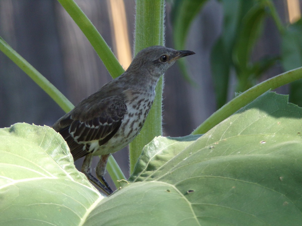 Northern Mockingbird - Texas Bird Family